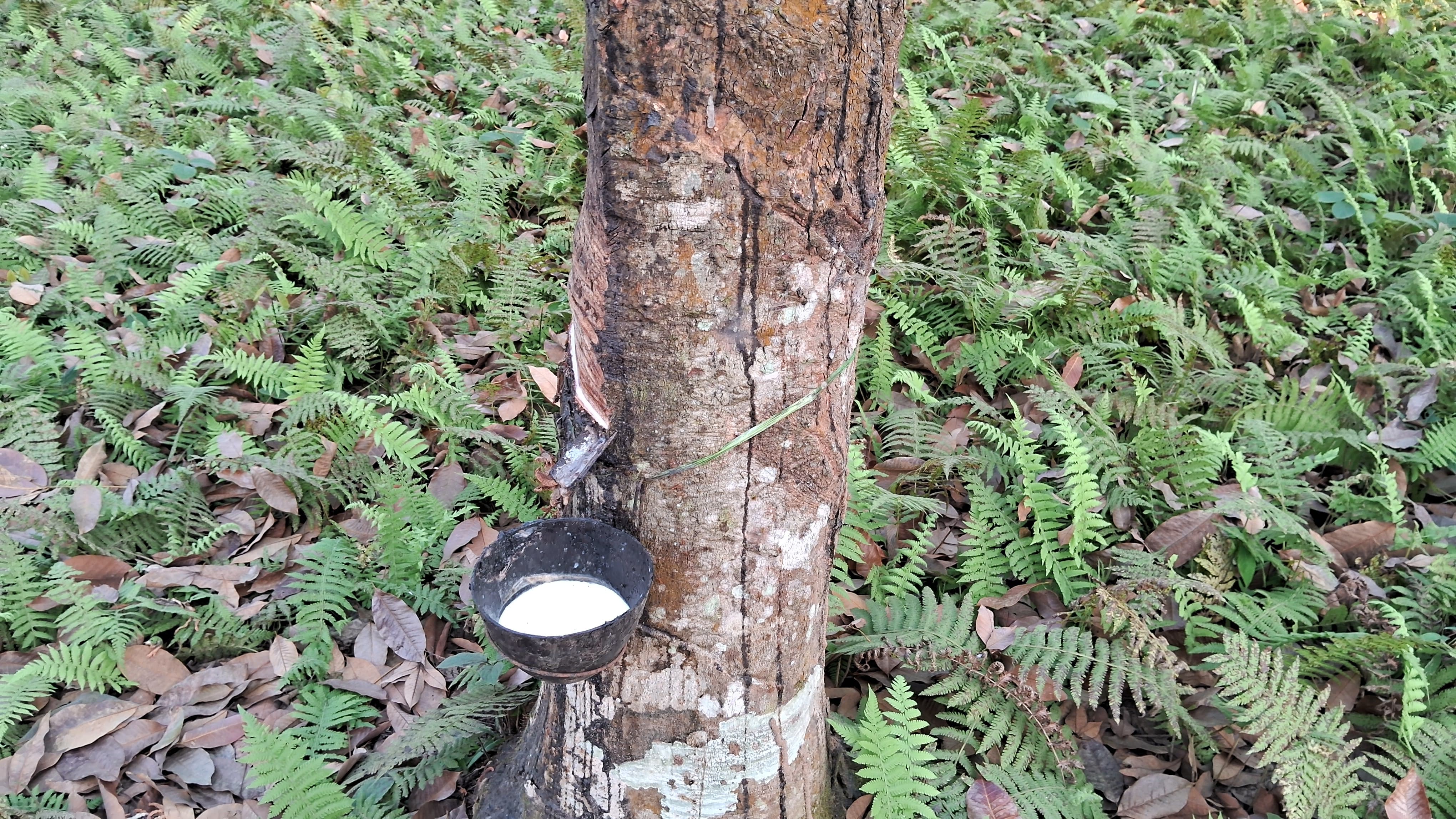 Rubber Tree